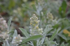 Gnaphalium indicum